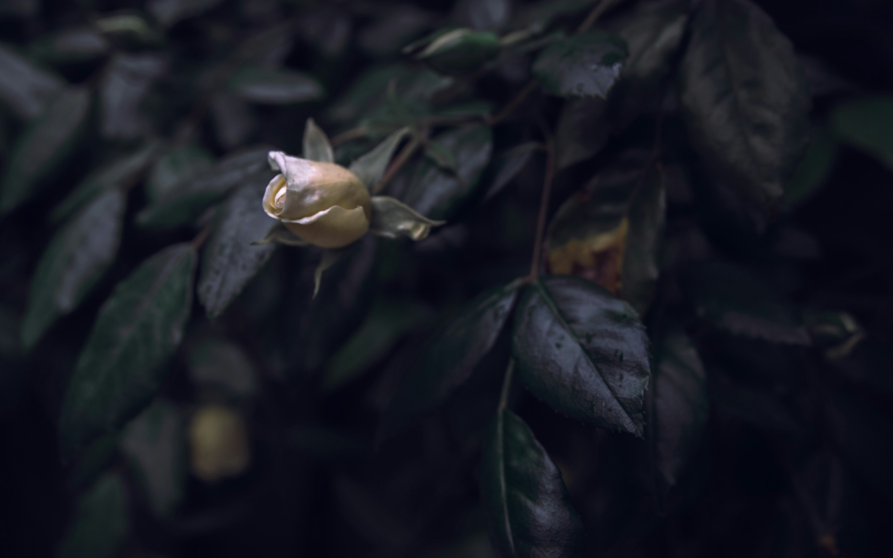 Photo by kirillpershin