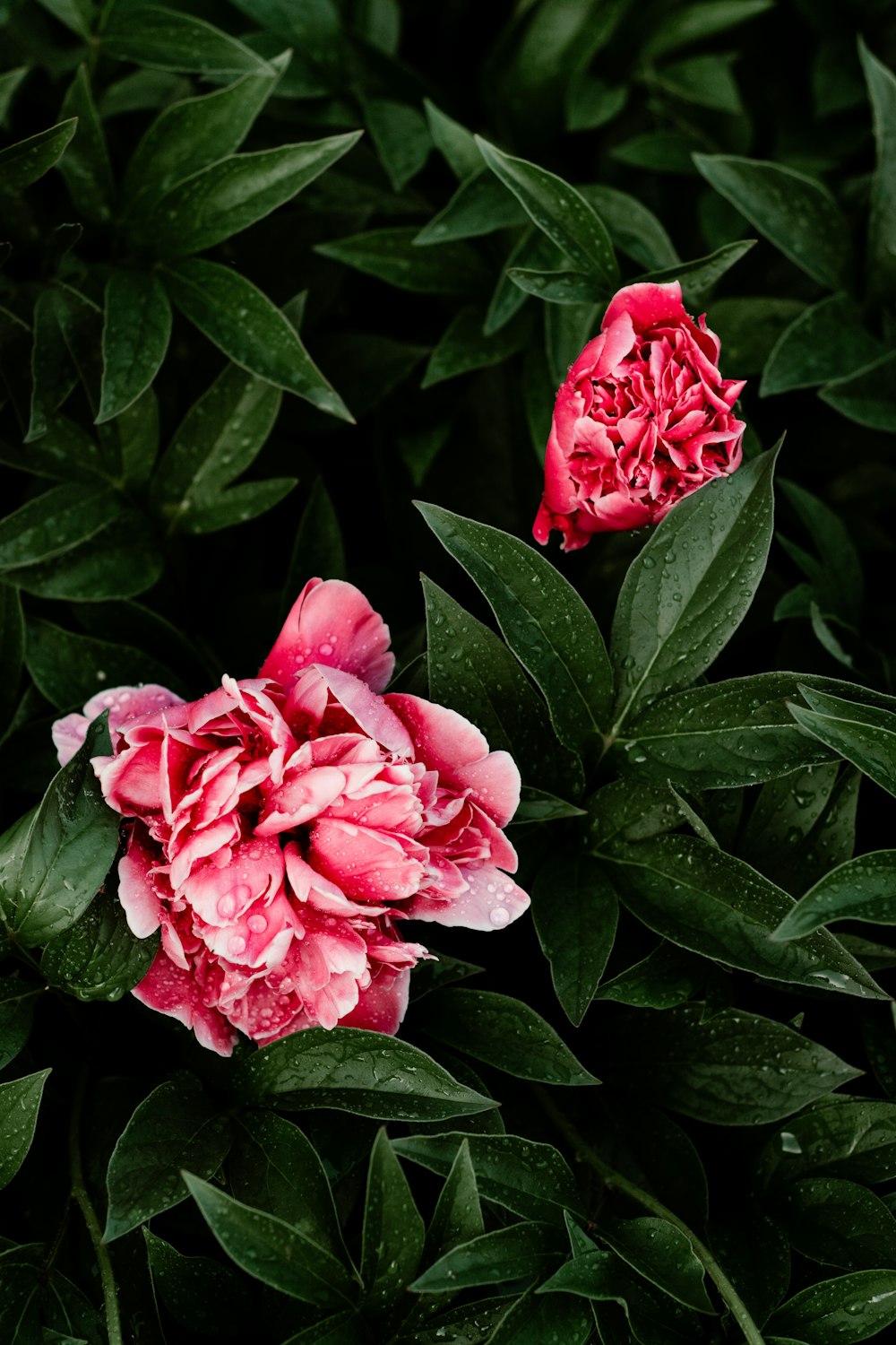 blooming red petaled flowers