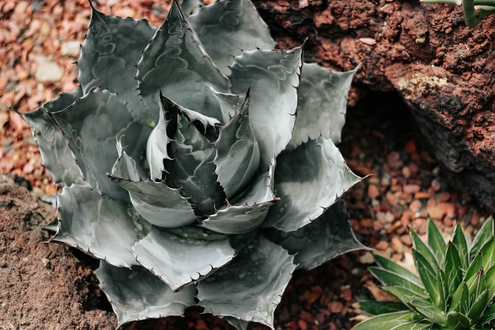 green cactus plant by another plant