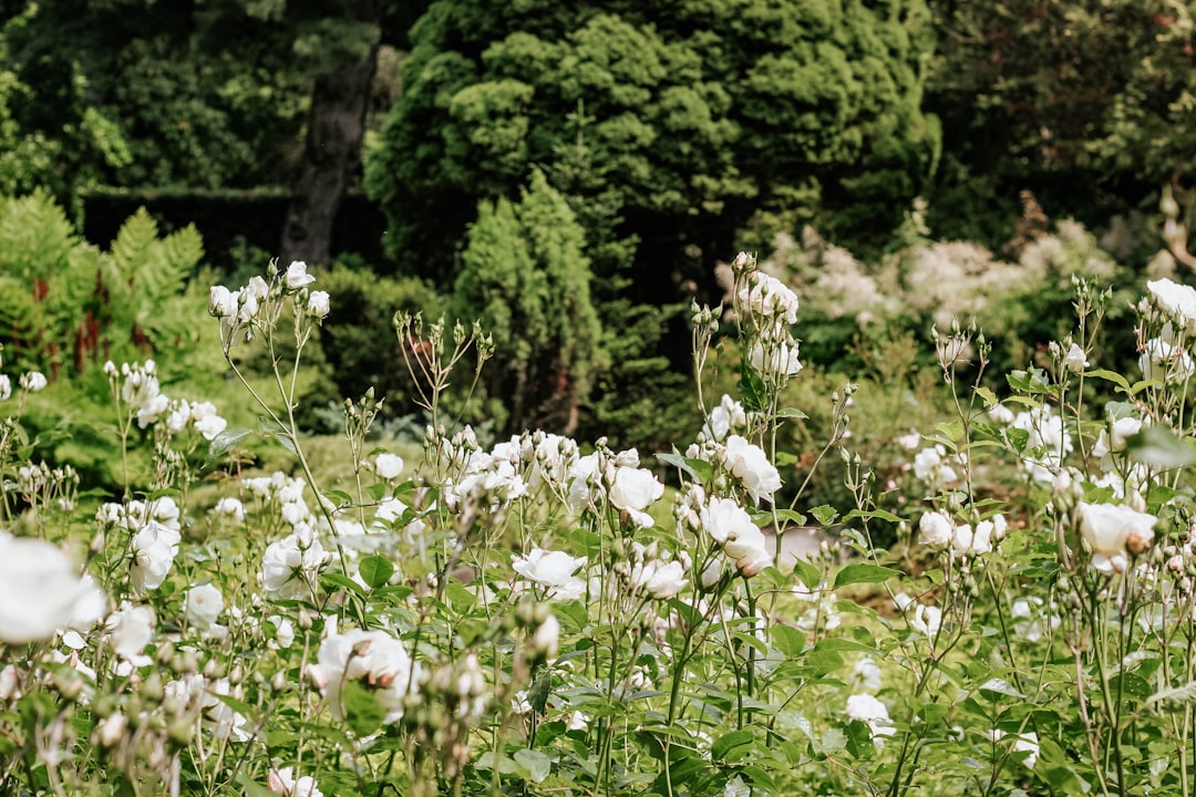 white petaled flower filed during daytime