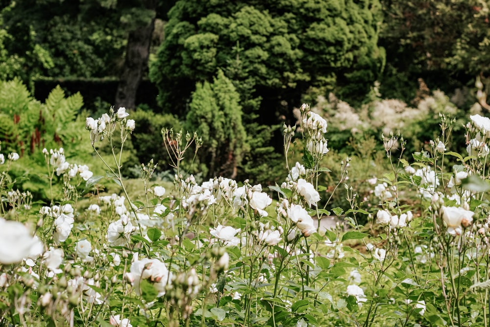 white petaled flower filed during daytime