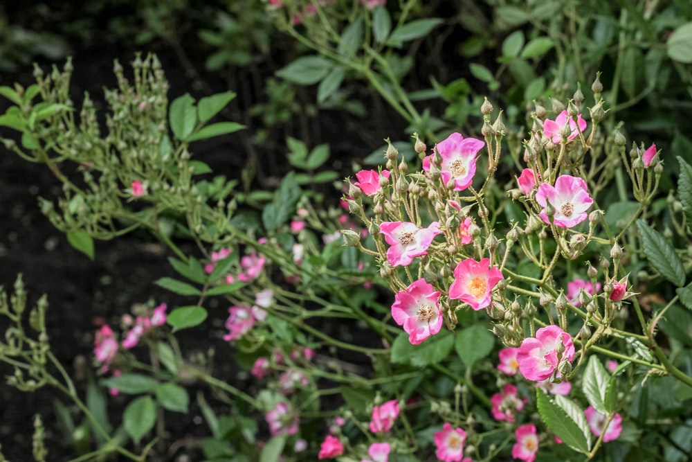 blooming pink and white petaled flowers