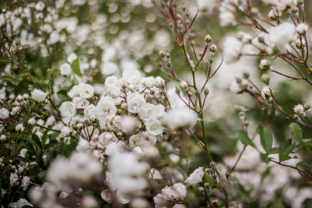 selective focus photo of white cluster petaled flowers