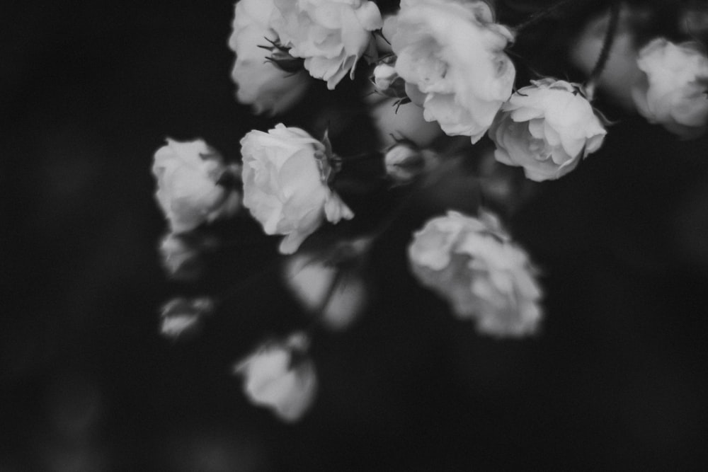 grayscale photo of petaled flowers