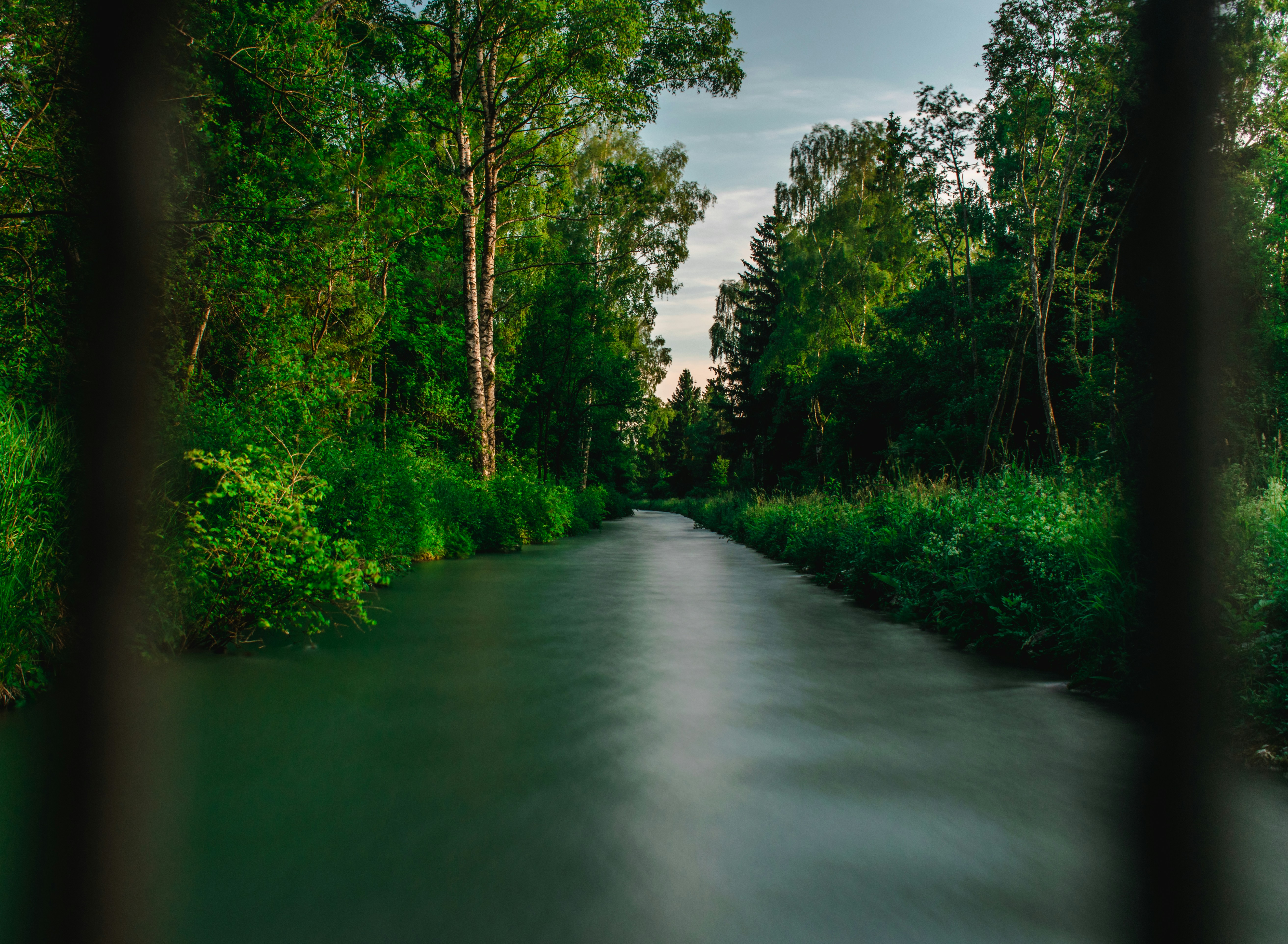 arroyo y bosque durante el día