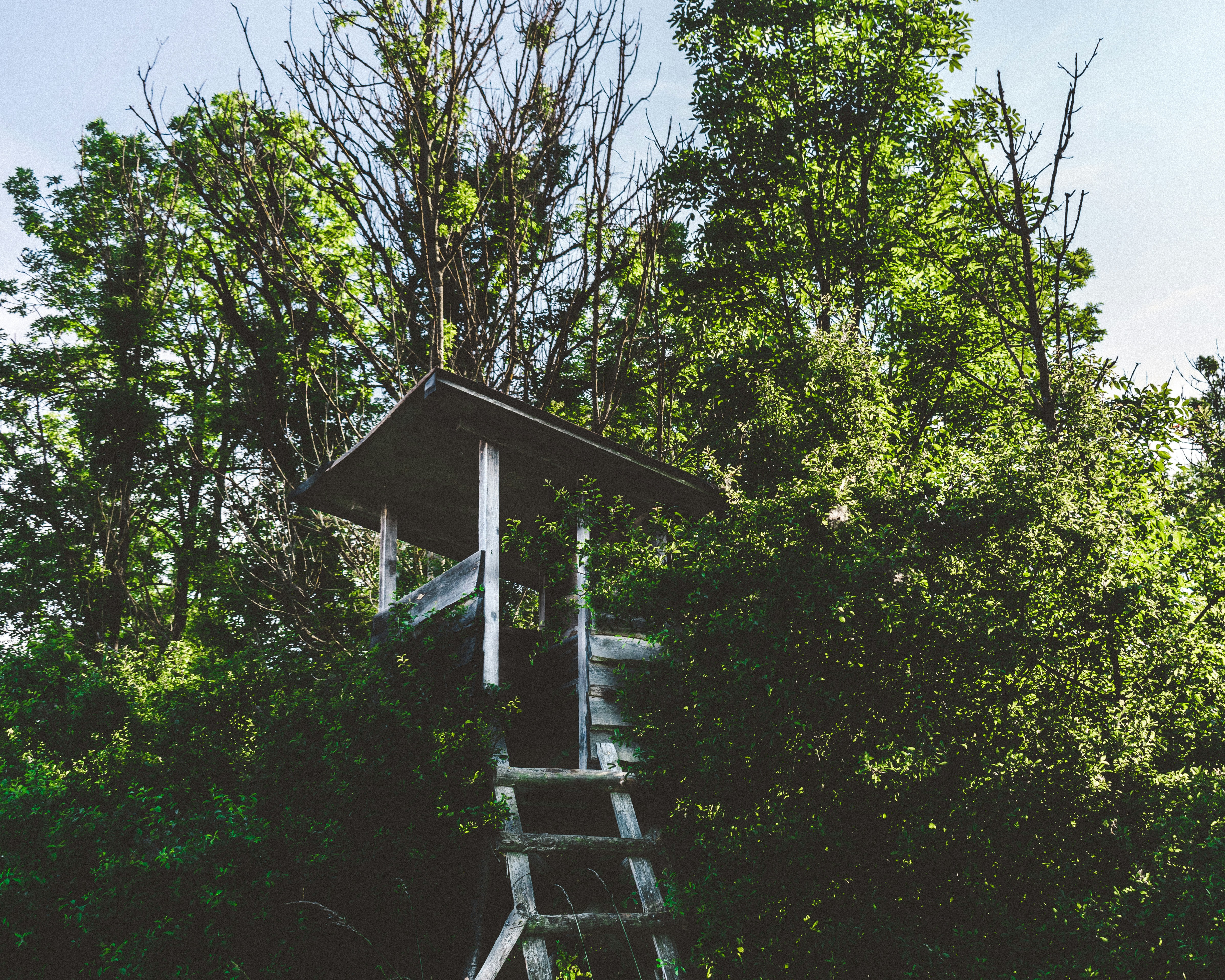selective focus photography of tree house