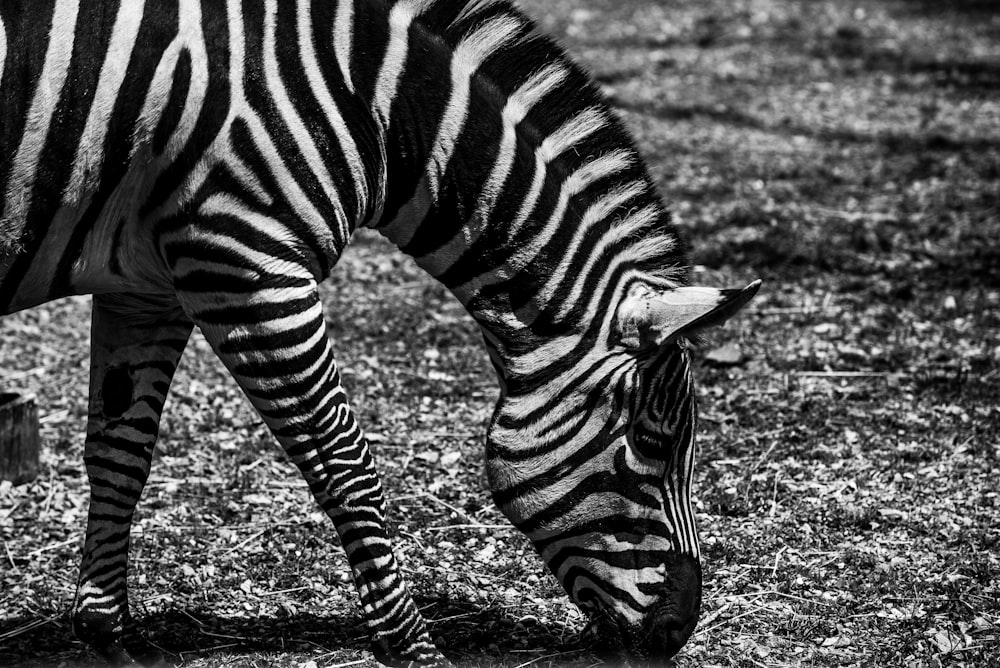 zebra eating grasses