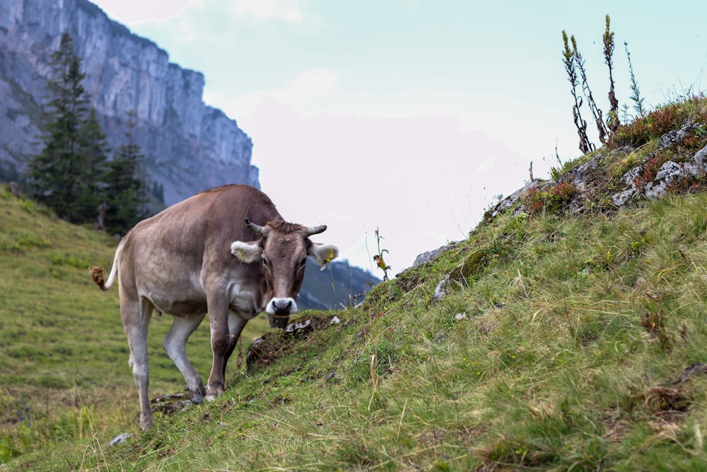 bestiame marrone in campo verde che osserva la montagna