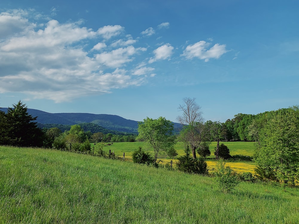 grass and tree covered field