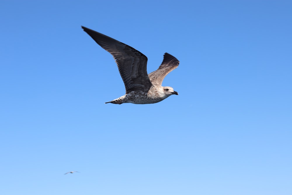 grey and white seagull flying