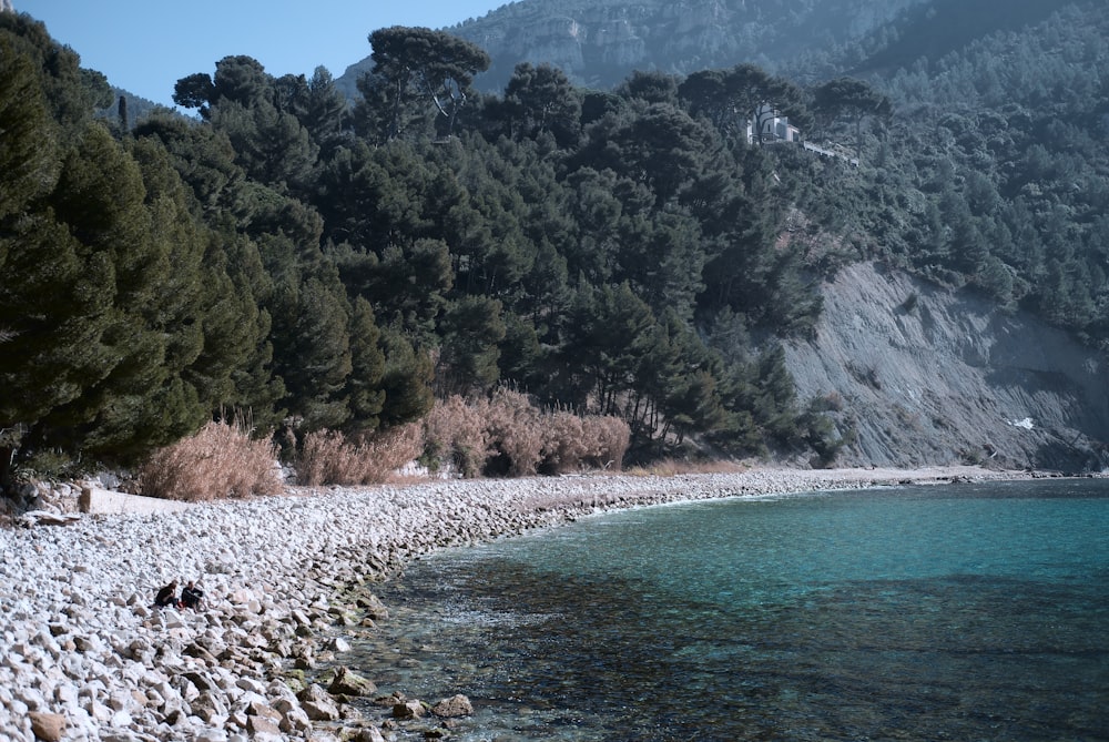 Blauer Strand umgeben von Bäumen