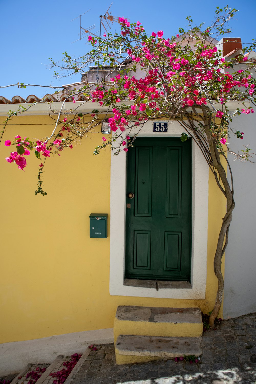 closed door beside pink flower tree