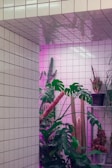A modern interior space features white tiled walls and ceiling, enhanced with pink lighting. Several tropical and desert plants, including large leafy greens and various types of cacti, are arranged against the wall, creating a striking juxtaposition between the sleek, glossy tiles and the lush greenery.