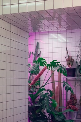 A modern interior space features white tiled walls and ceiling, enhanced with pink lighting. Several tropical and desert plants, including large leafy greens and various types of cacti, are arranged against the wall, creating a striking juxtaposition between the sleek, glossy tiles and the lush greenery.
