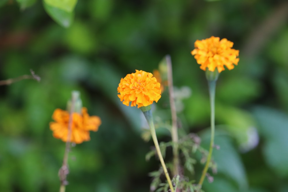 three orange cluster flowers
