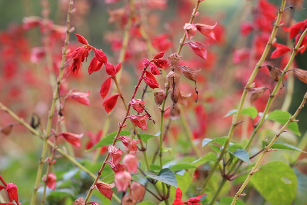 blooming red petaled flower field