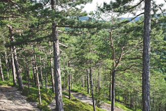 Lush green pine forests with a winding path under soft morning light.