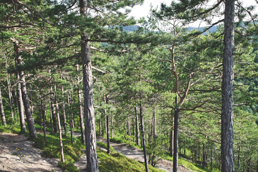 Lush green pine forests with a winding path under soft morning light.