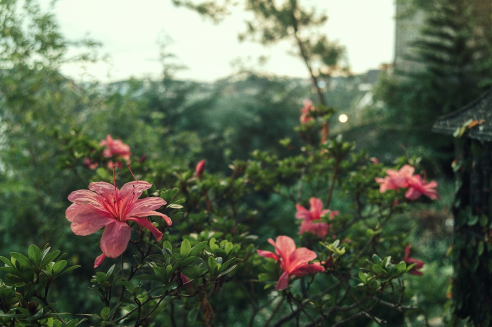 pink hibiscus flowers in bloom