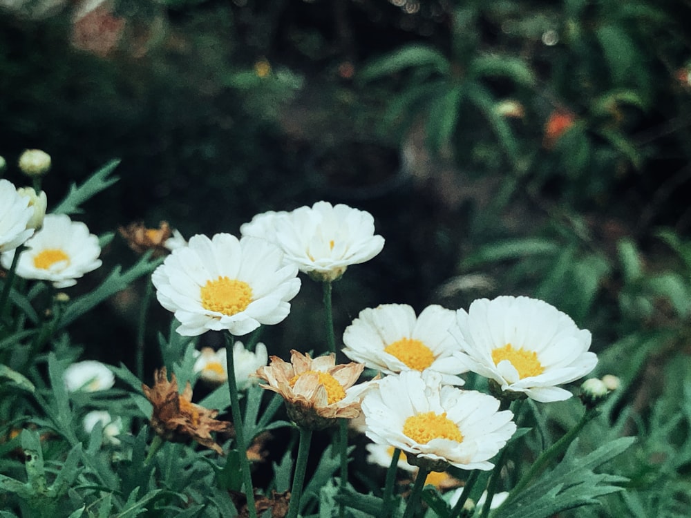 white and yellow daisies