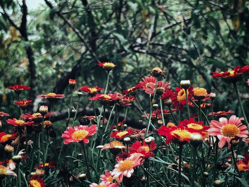 red and pink flowers near trees