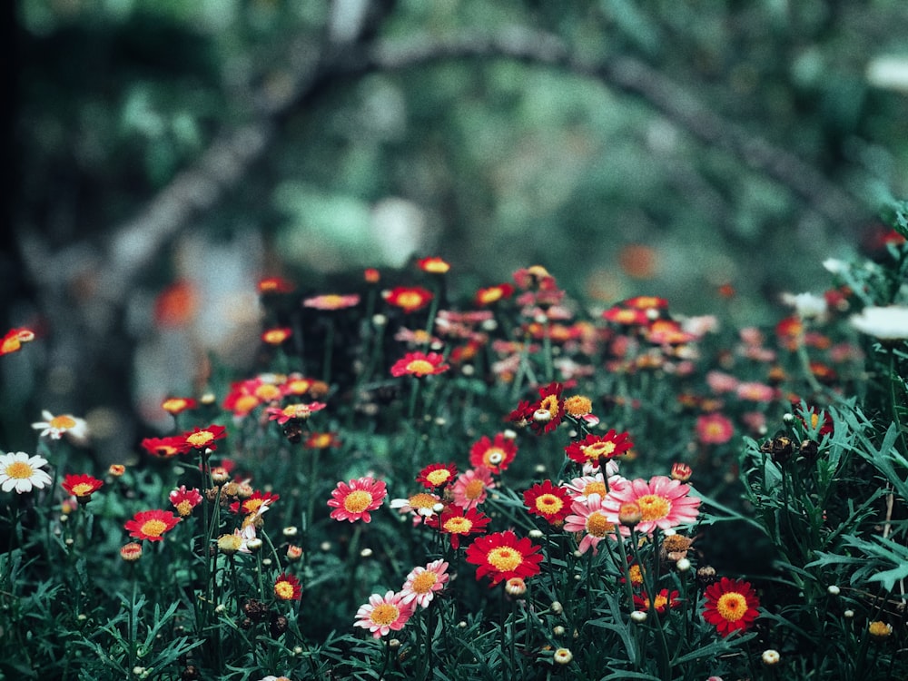 red, pink and white petaled flowers