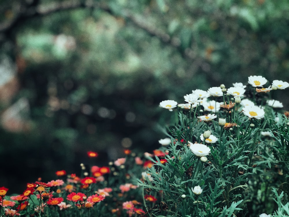 blooming white and red daisy flowers