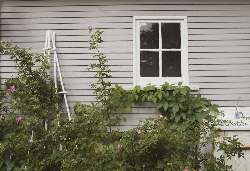 plants outside house near window