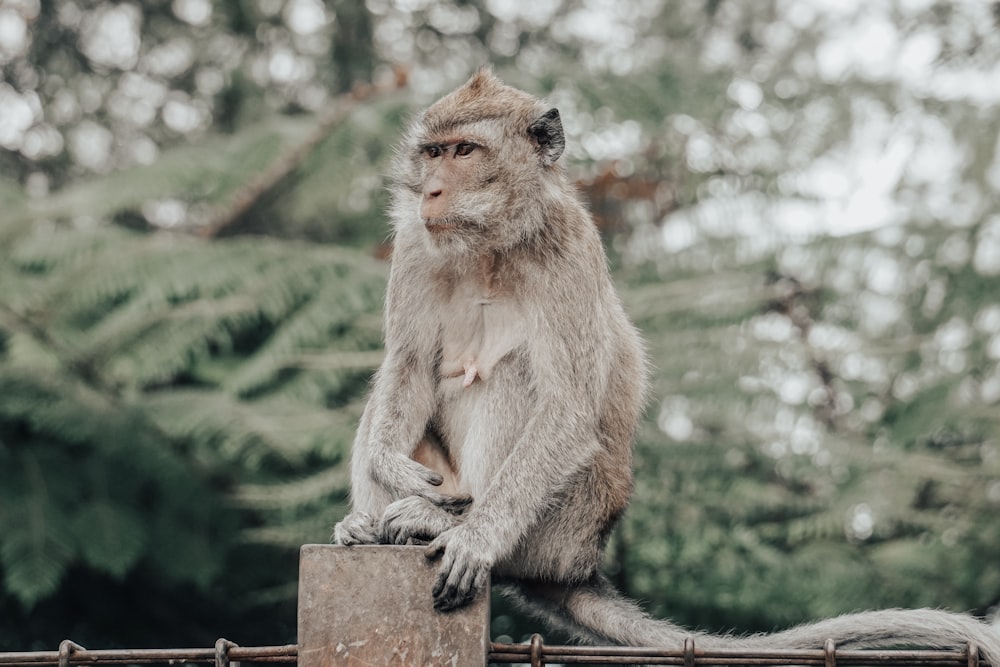 Brauner Affe sitzt auf Zaun