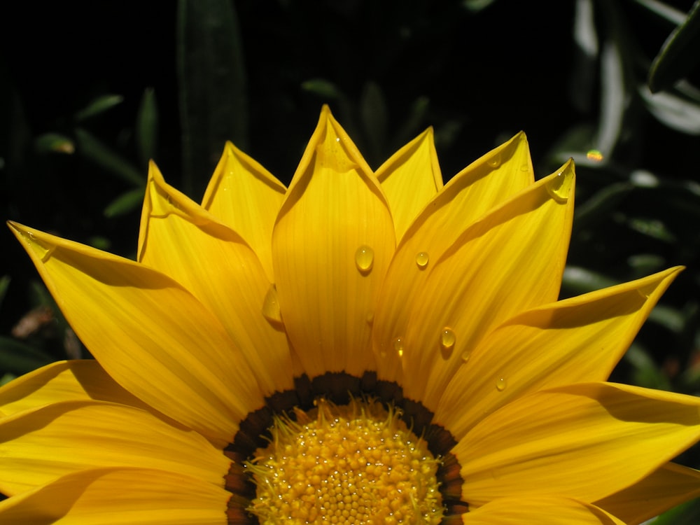 yellow-petaled daisy