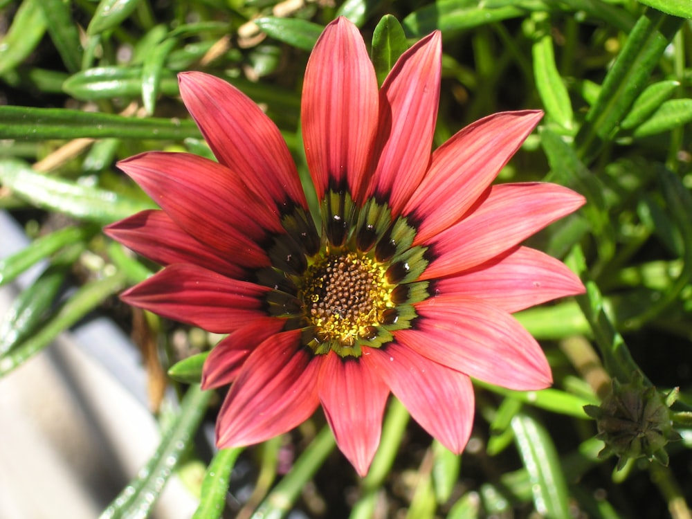 red and yellow-petaled flower