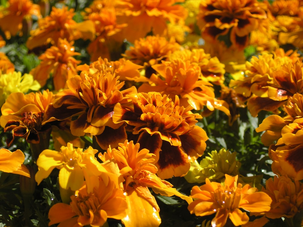 orange cluster flowers