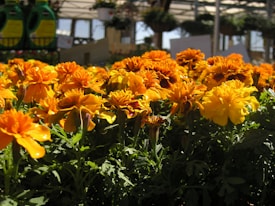 A lush garden filled with vibrant marigold flowers displaying shades of orange and yellow. The sunlight highlights the petals, creating a warm and inviting atmosphere. Green leaves form a dense backdrop, and garden supplies are visible in the background.
