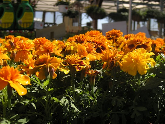 A lush garden filled with vibrant marigold flowers displaying shades of orange and yellow. The sunlight highlights the petals, creating a warm and inviting atmosphere. Green leaves form a dense backdrop, and garden supplies are visible in the background.