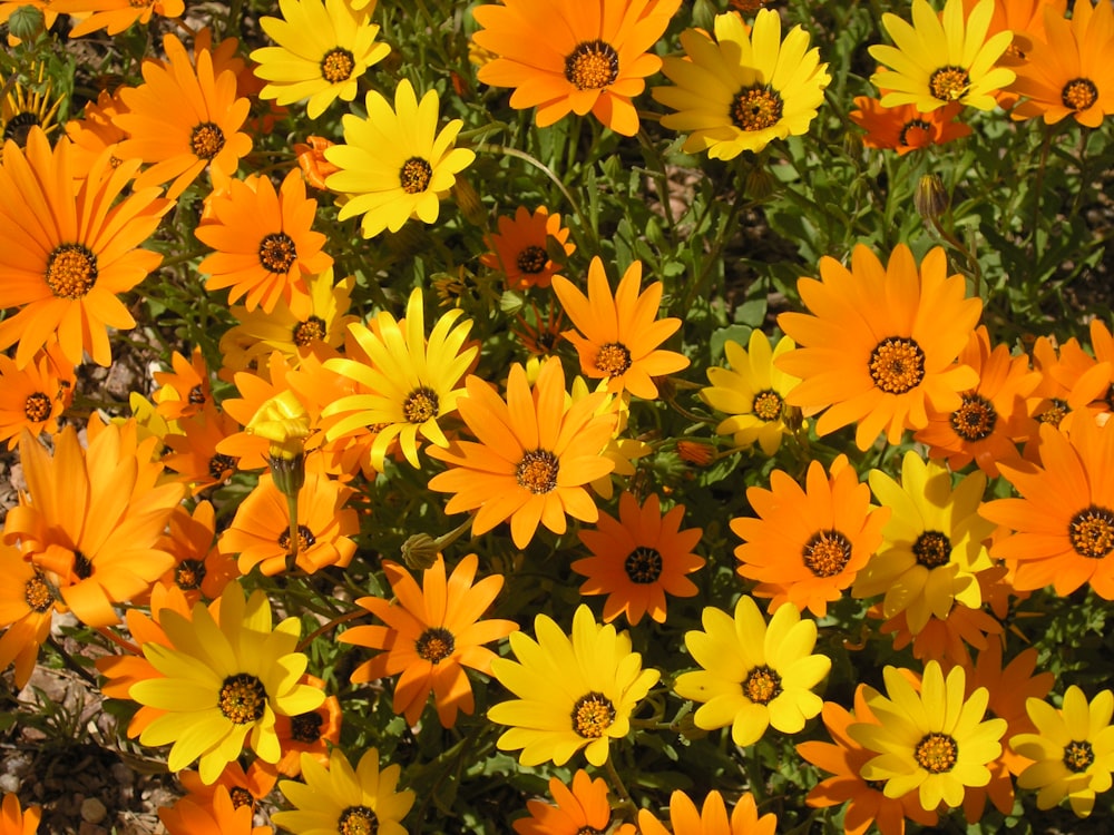 yellow flowers blooming