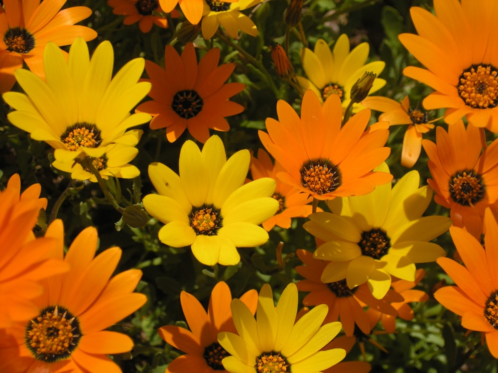 yellow and orange daisies