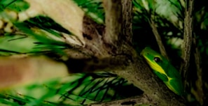 A green frog with bright yellow markings sits perched on a branch surrounded by lush foliage. The scene is dense with leaves and branches, offering a natural camouflage for the small amphibian. Sunlight filters through the foliage, casting green and brown hues across the environment.