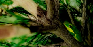 A green frog with bright yellow markings sits perched on a branch surrounded by lush foliage. The scene is dense with leaves and branches, offering a natural camouflage for the small amphibian. Sunlight filters through the foliage, casting green and brown hues across the environment.