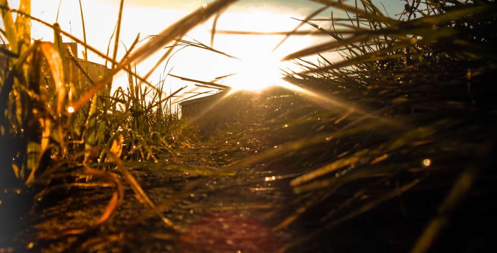 landscape photo of a grassy field at sunset