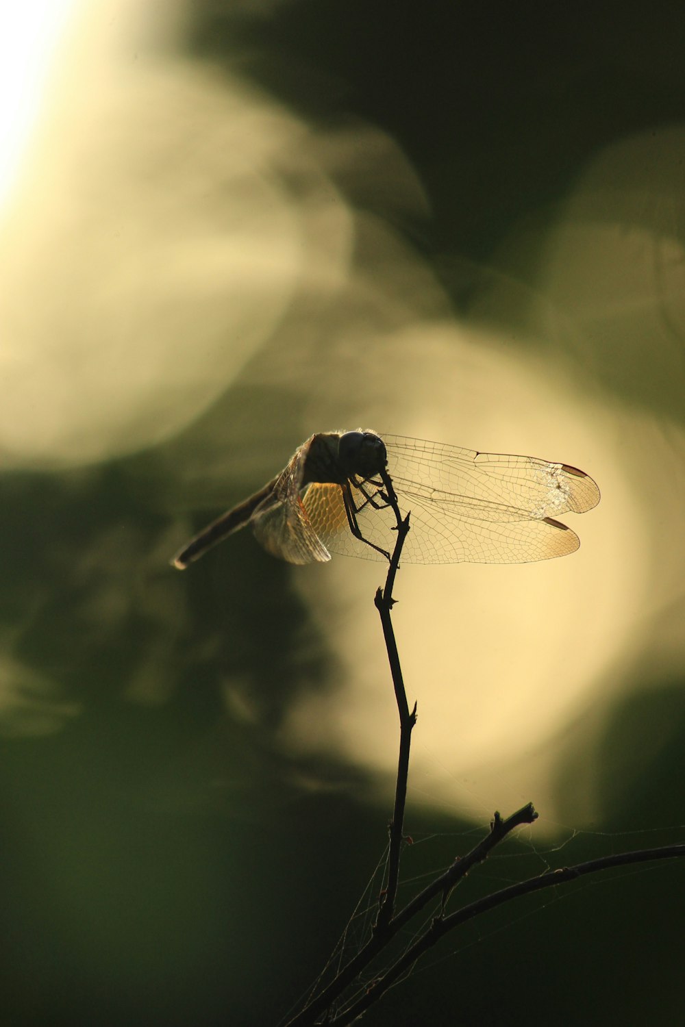 dragonfly perched on twig