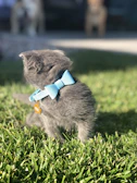 A curious kitten with a tiny bow tie exploring a sunny patio.