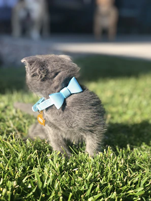 A playful kitten with a tiny, colorful bow tie sitting on a sunny windowsill.
