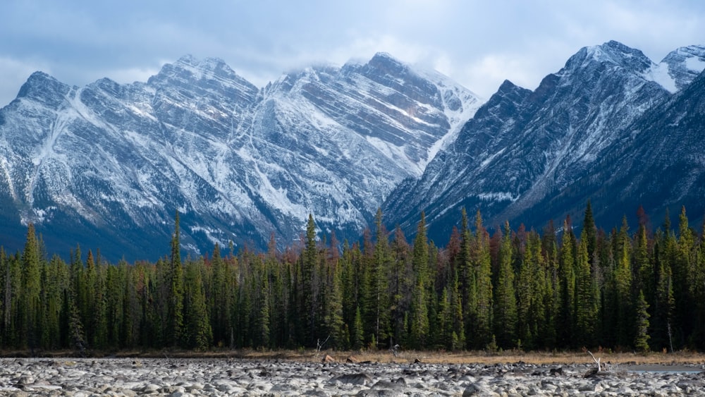 green pine trees in plains