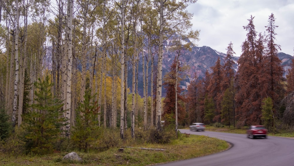 cars passing beside trees