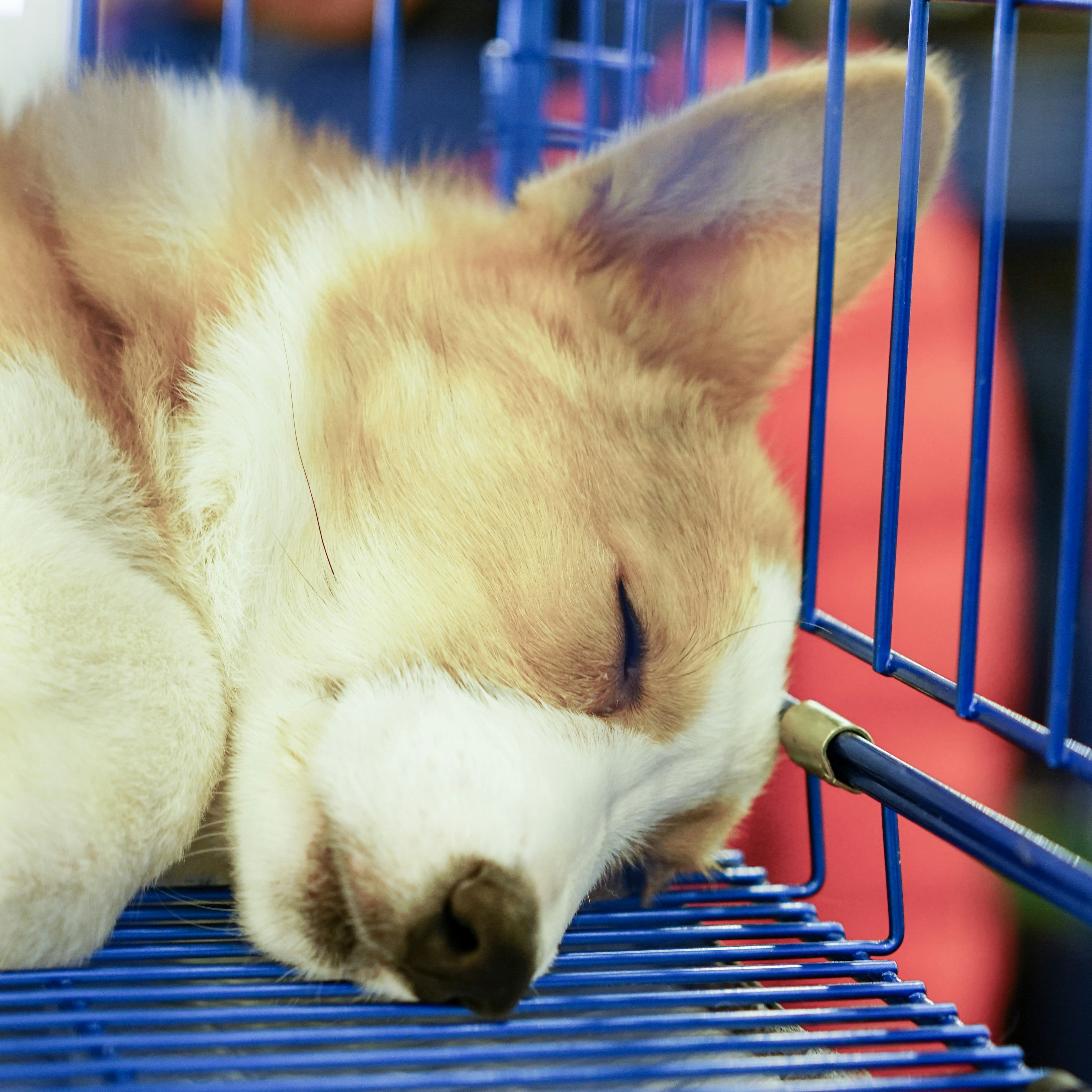 Spanky sleeping in his cage.