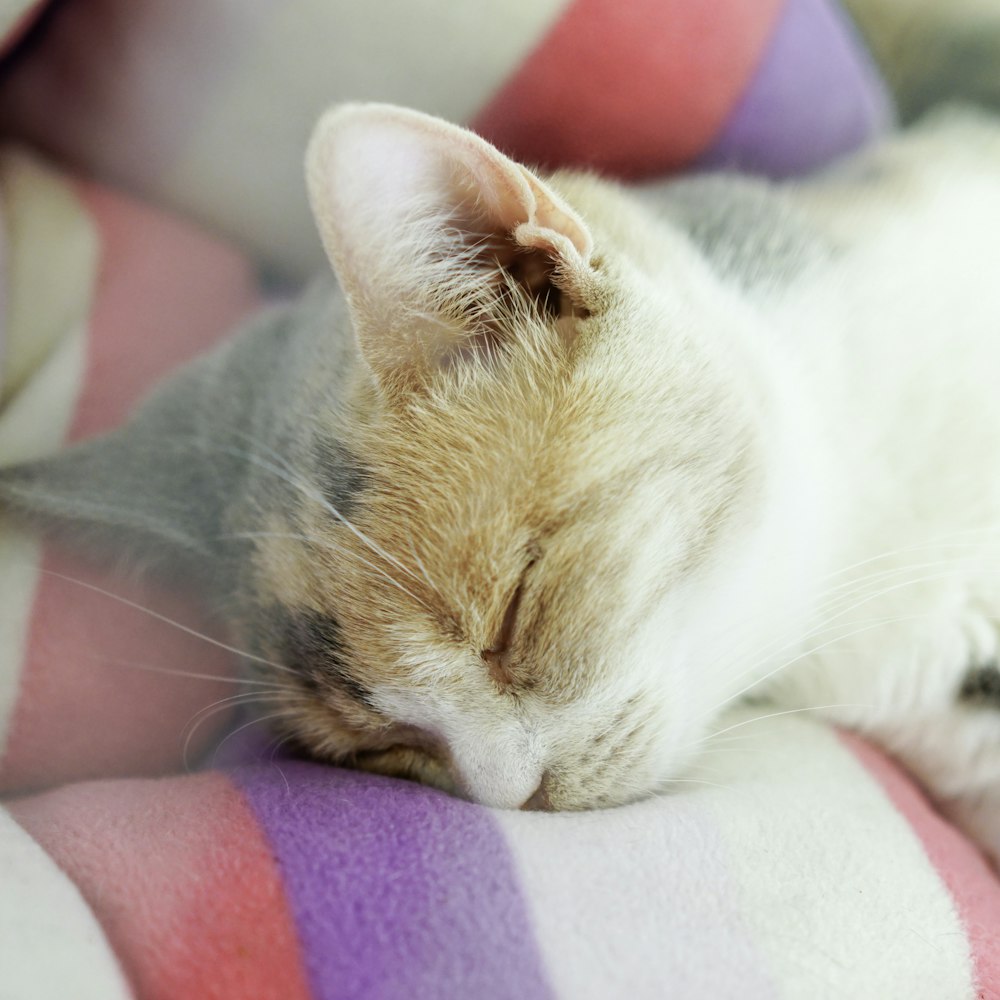 cat sleeping on fabric