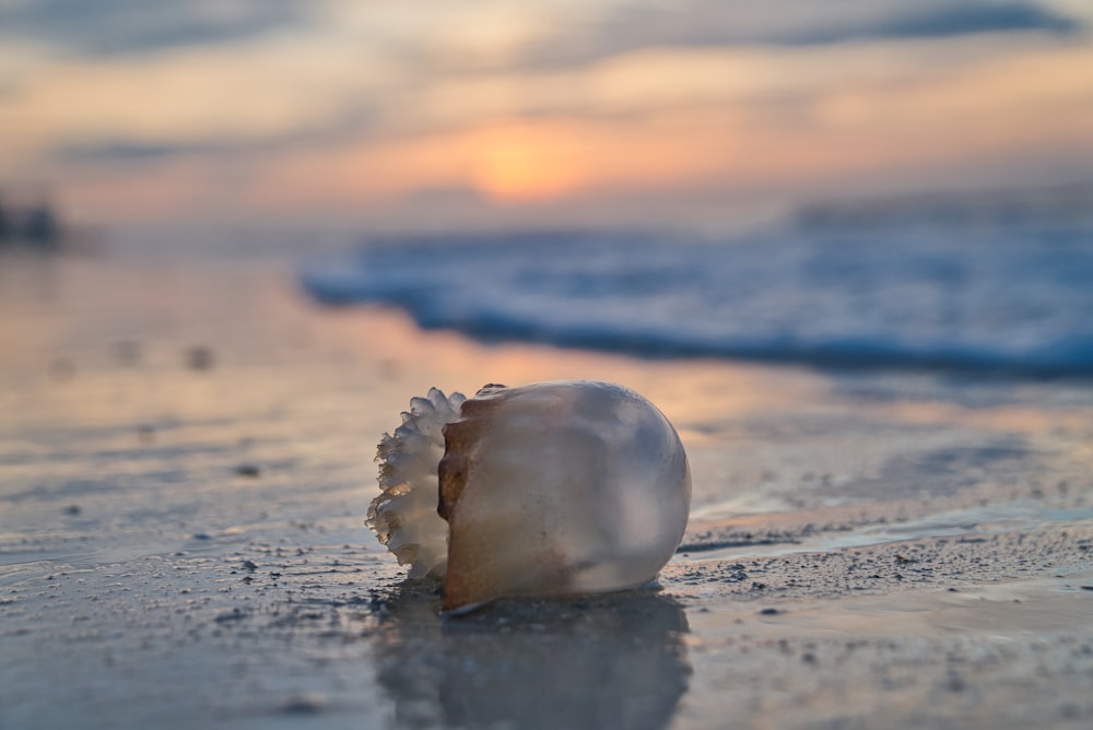 white glass on a beach