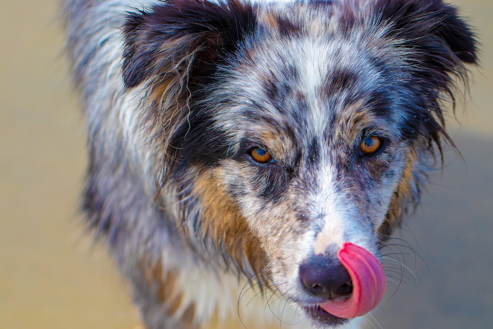 white, black and brown medium-coated dog