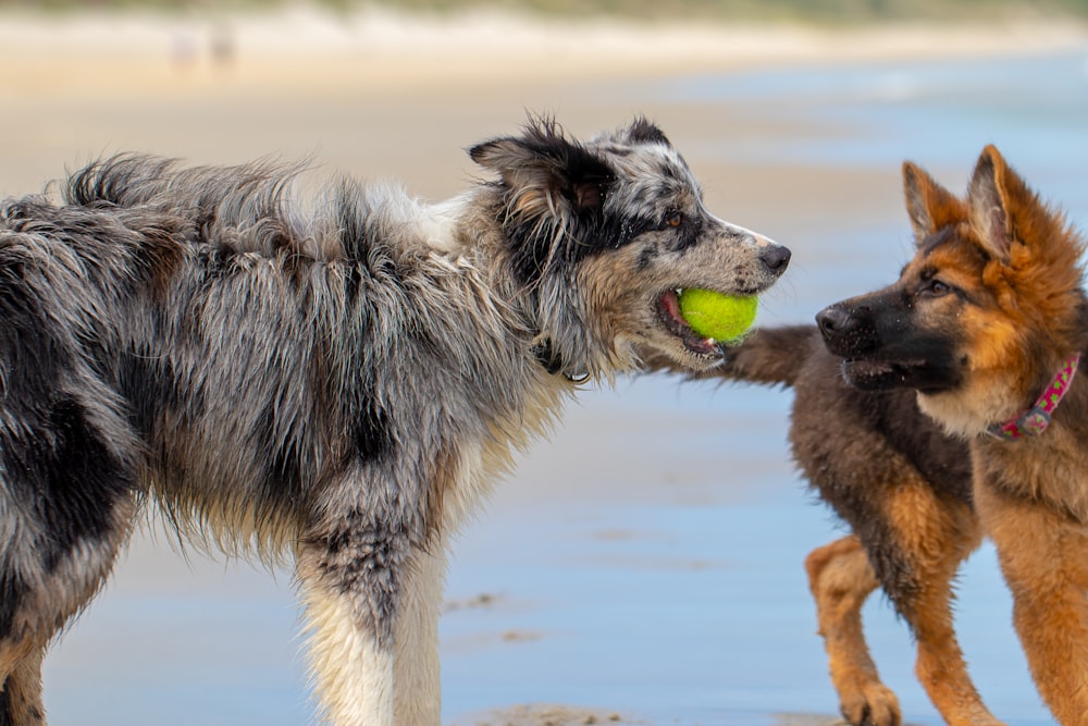 two dogs playing green ball