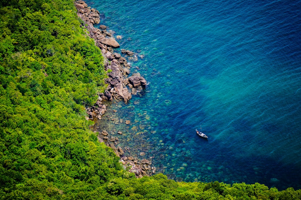 aerial view of trees near ocean